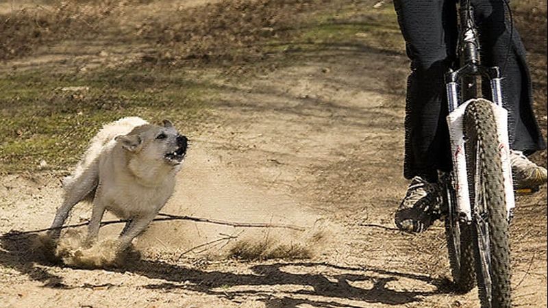 Mơ Thấy Chó Đuổi Đánh Con Gì?